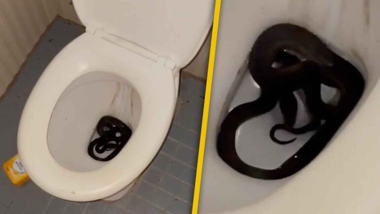 Snake in toilet