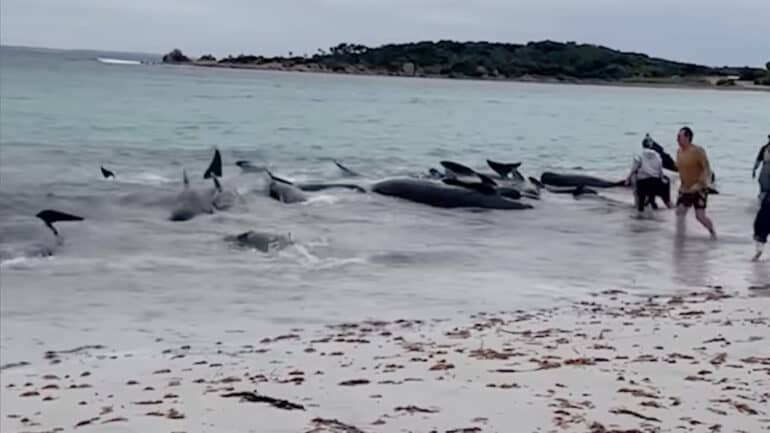 Pete, Matt and Kymba spoke with Channel 7's Syan Vallance about the unfolding drama to our south and documented the brave efforts of locals to try and save as many of the whales as they could.