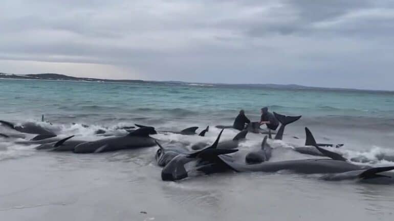 Pilot whales stranded