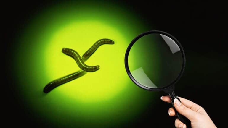 Maggots under green light next to a magnifying glass
