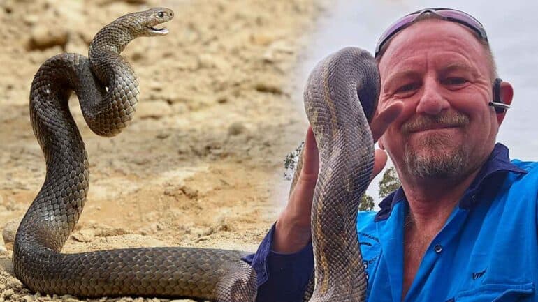 Gold Coast snake catcher Mike Harrison told us his harrowing storey about surviving a brown snake bite.