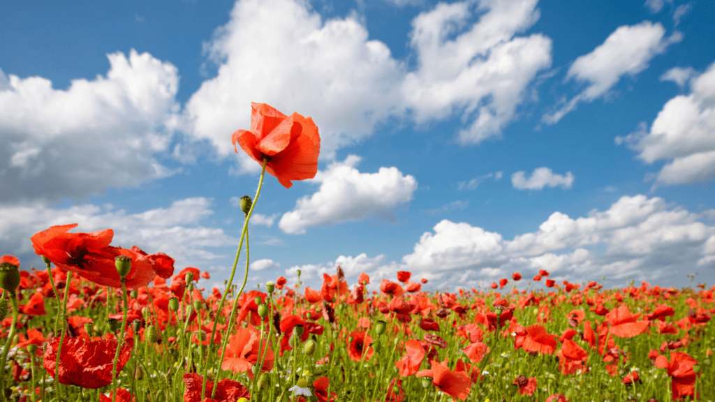 Why We Need To Cut Through Australia's Tall Poppy Syndrome