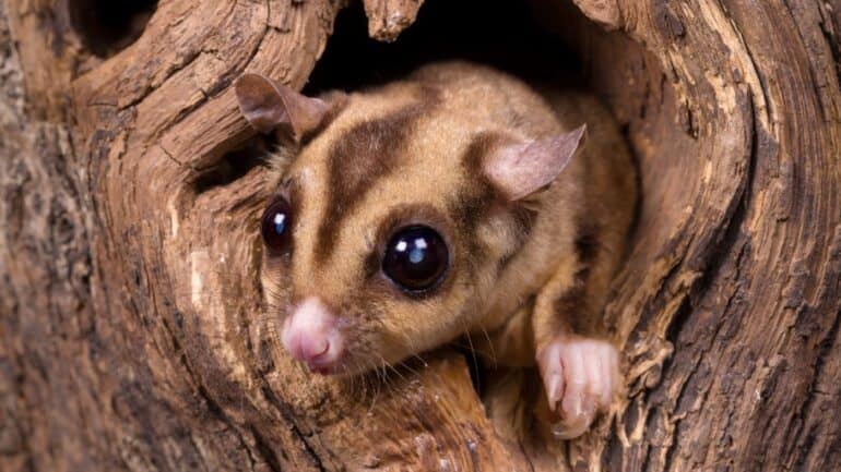 The number of great gliders have increased in areas that experienced bushfires