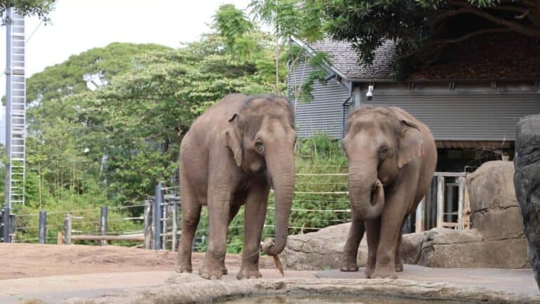 Taronga Zoo's final two Asian elephants, Pak Boon and Tang Mo, have begun their journey from Sydney to Monarto Safari Park in South Australia.