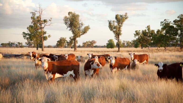 Aussie farmers will be hit hard after US President Donald Trump’s recent announcement of a 10 per cent reciprocal tariff on Australian imports.