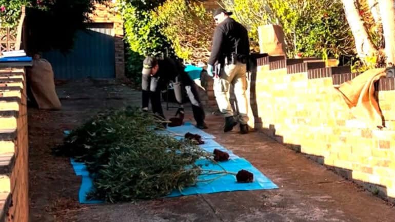 Police have dismantled a crop house in Malvern East, seizing almost a quarter of a million dollars’ worth of cannabis.