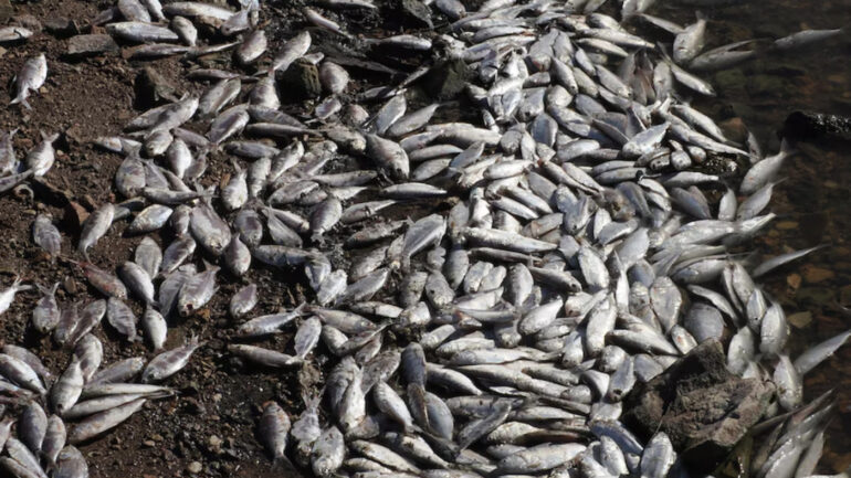 Authorities are investigating a mass fish kill incident at Lake Cargelligo in central west New South Wales, with hundreds of dead fish found floating along the shoreline.